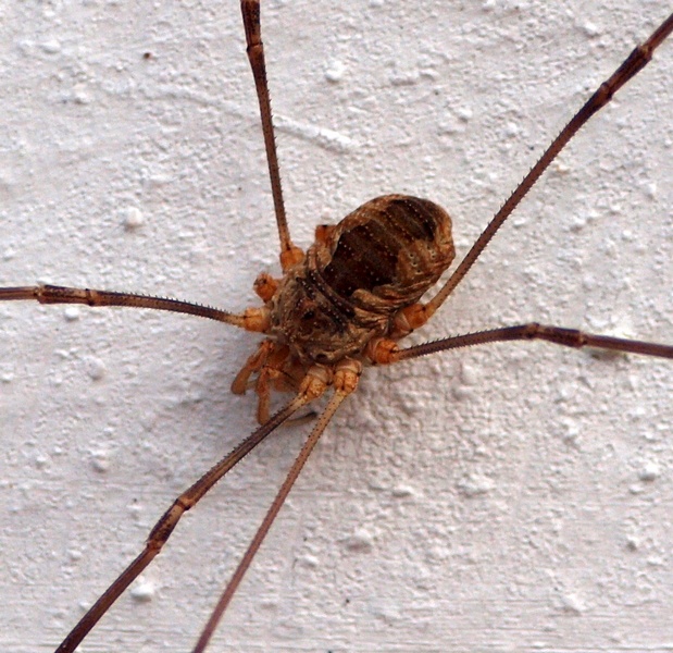 Opiliones:  Phalangium sp. del veneto